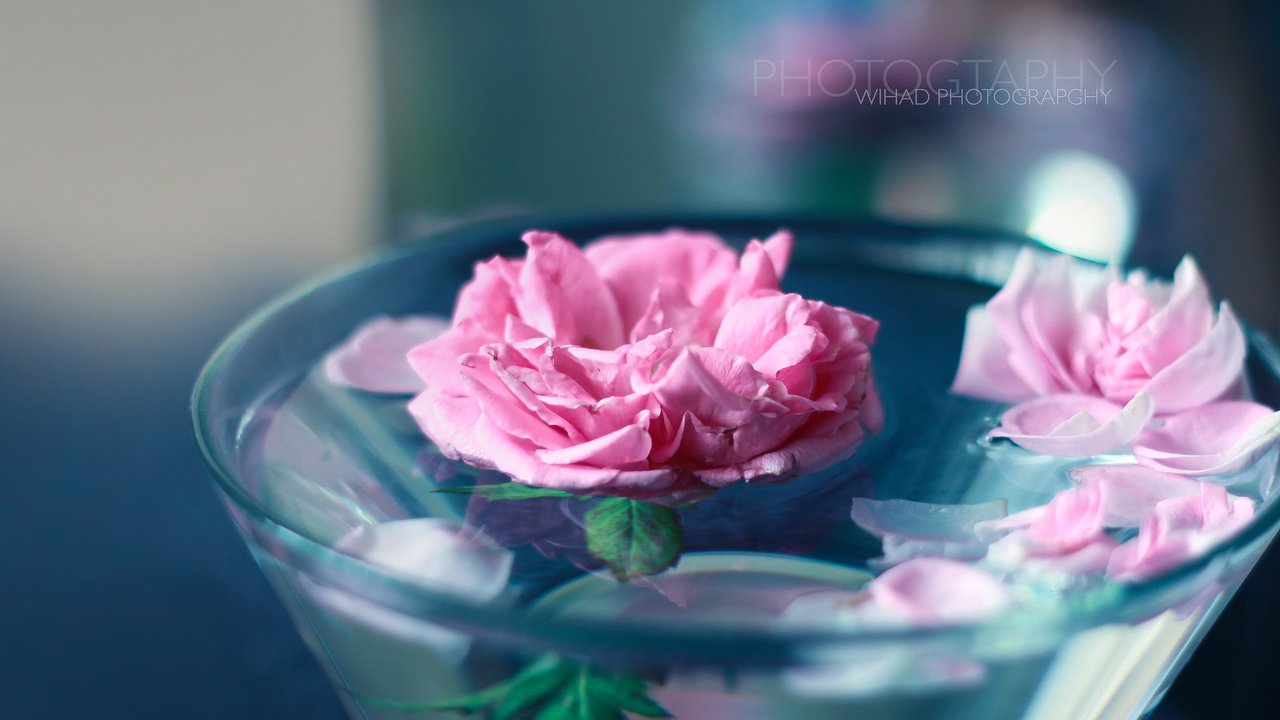 Обои цветы, вода, розы, лепестки, wihad, flowers, water, roses, petals разрешение 2880x1800 Загрузить