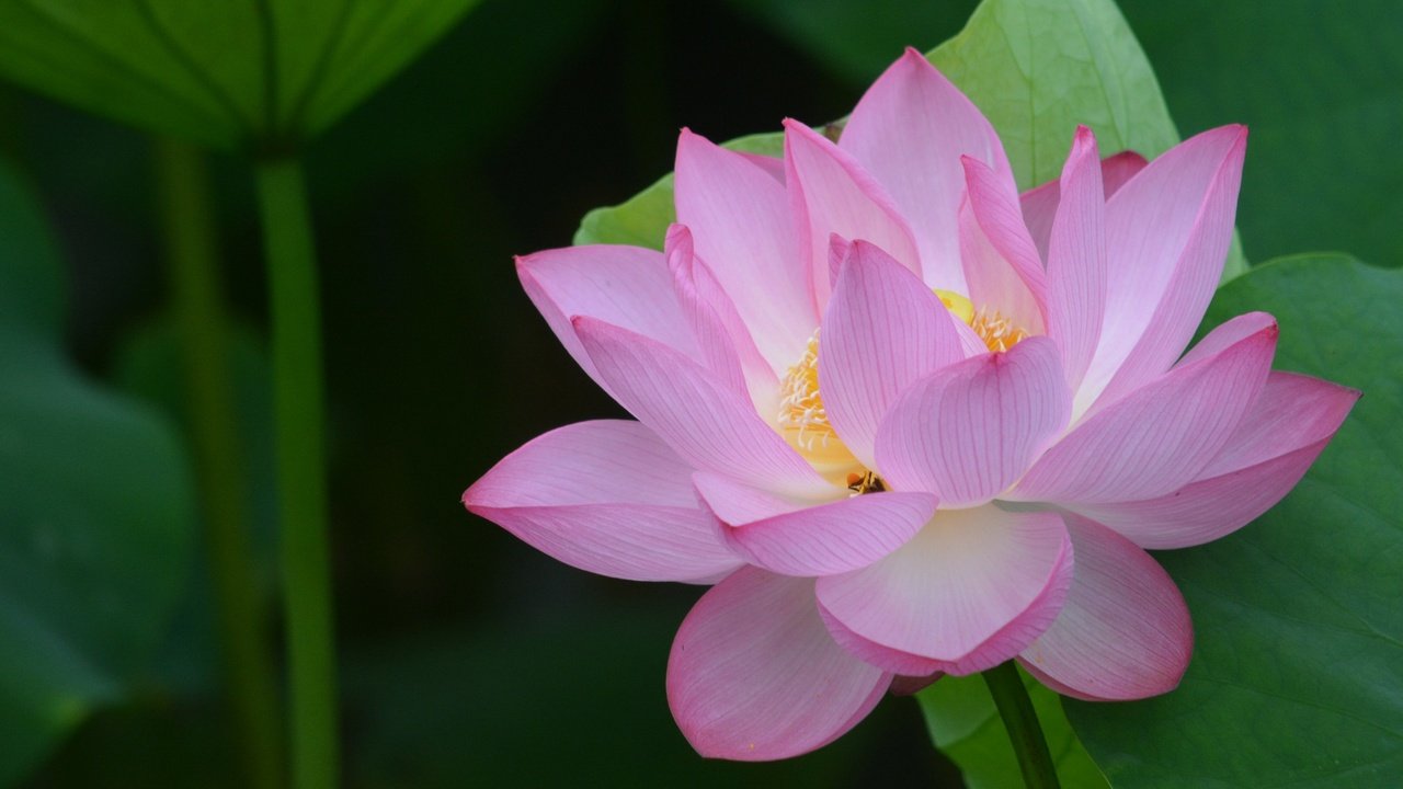 Обои листья, цветок, лепестки, лотос, leaves, flower, petals, lotus разрешение 2560x1600 Загрузить