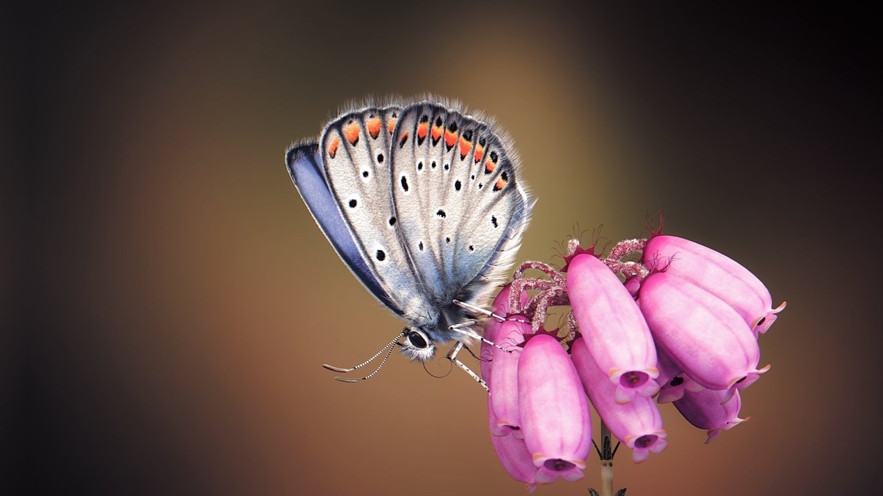 Обои арт, насекомое, бабочка, крылья, цветочек, monteillard-damien, art, insect, butterfly, wings, flower разрешение 1920x1240 Загрузить