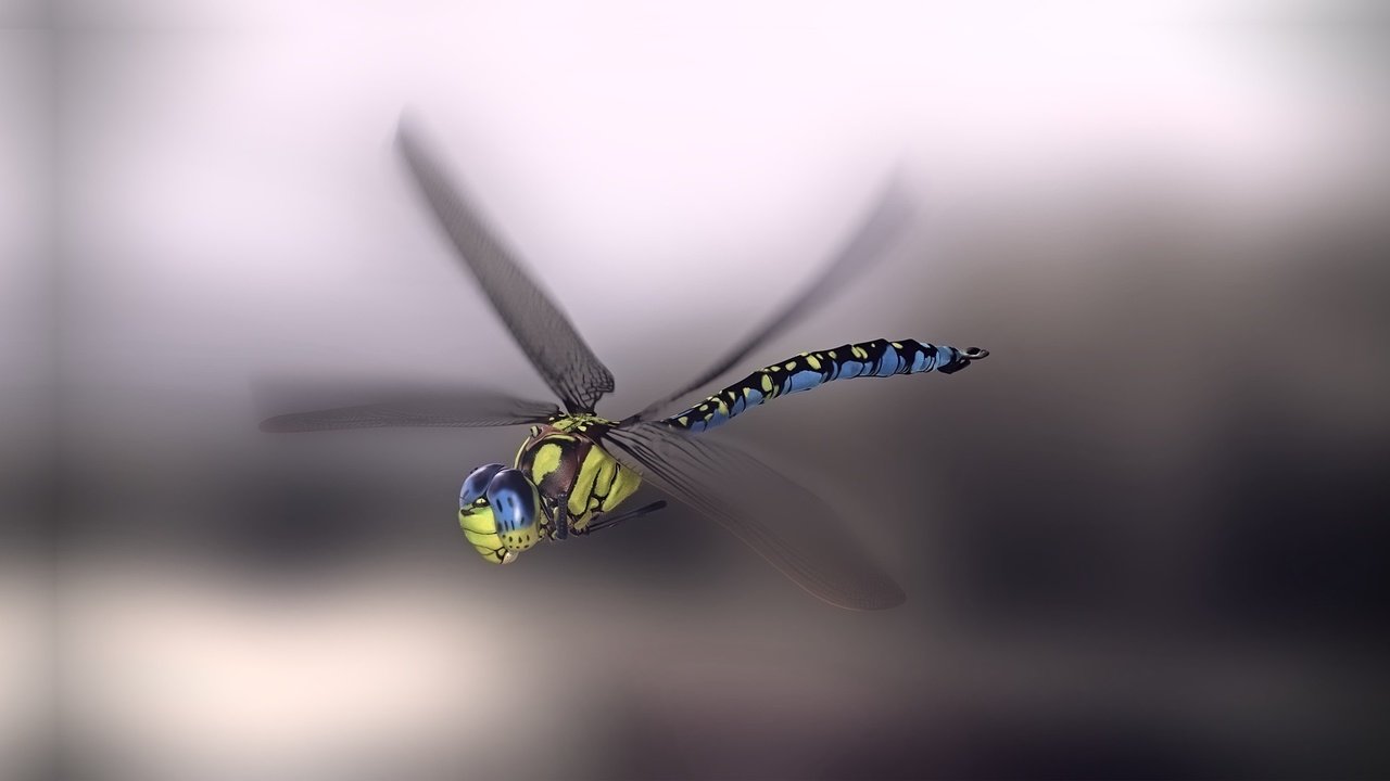 Обои арт, насекомое, фон, крылья, стрекоза, monteillard-damien, art, insect, background, wings, dragonfly разрешение 1960x1080 Загрузить