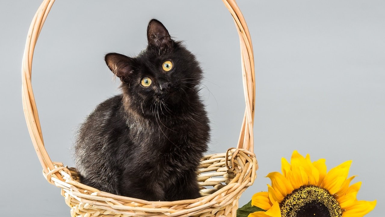 Обои фон, цветок, кот, кошка, подсолнух, корзинка, background, flower, cat, sunflower, basket разрешение 2000x1744 Загрузить