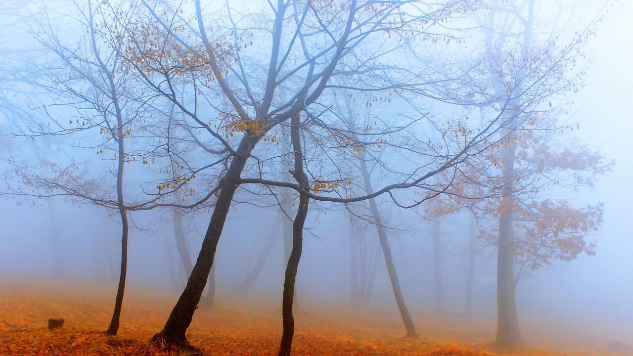 Обои деревья, лес, туман, осень, trees, forest, fog, autumn разрешение 2560x1707 Загрузить