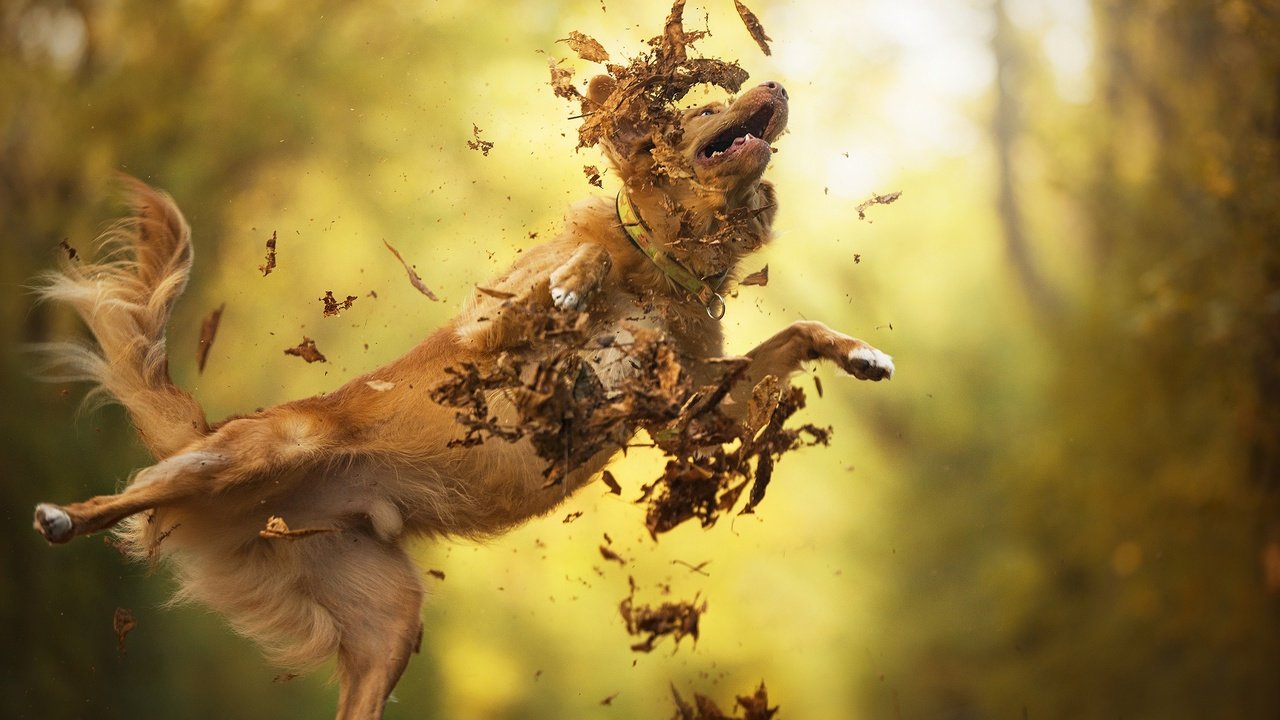 Обои листья, осень, собака, прыжок, золотистый ретривер, dackelpup, filou, leaves, autumn, dog, jump, golden retriever разрешение 2048x1367 Загрузить