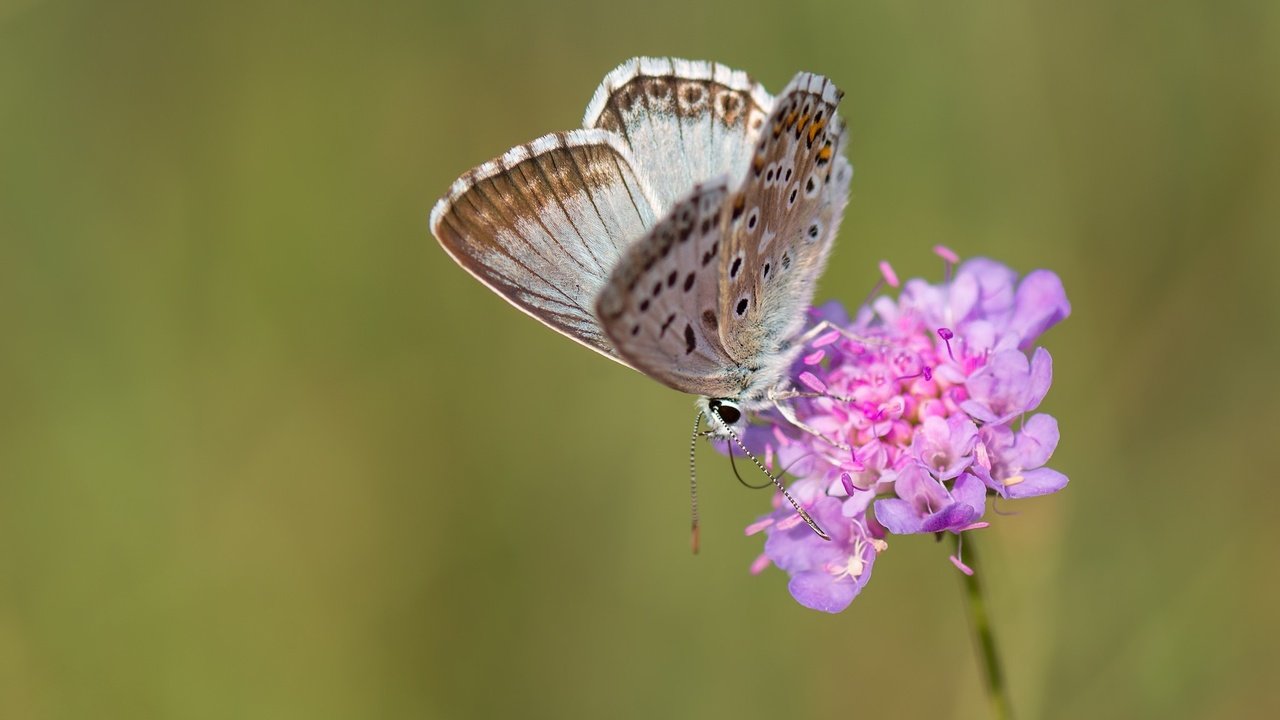 Обои макро, насекомое, цветок, бабочка, крылья, macro, insect, flower, butterfly, wings разрешение 2048x1365 Загрузить