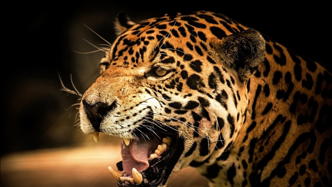 Обои морда, взгляд, леопард, оскал, face, look, leopard, grin разрешение 1920x1080 Загрузить