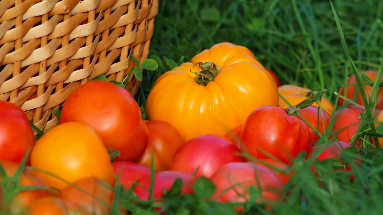 Обои трава, урожай, овощи, помидоры, томаты, grass, harvest, vegetables, tomatoes разрешение 3000x2000 Загрузить