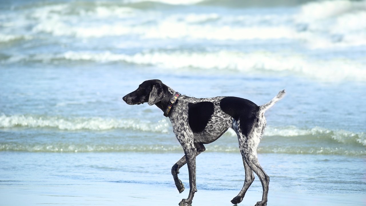 Обои море, пляж, собака, прогулка, курцхаар, sea, beach, dog, walk, shorthaired pointer разрешение 6000x4000 Загрузить