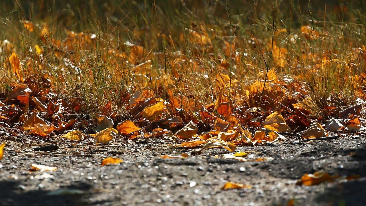 Обои трава, листва, осень, асфальт, grass, foliage, autumn, asphalt разрешение 1920x1280 Загрузить