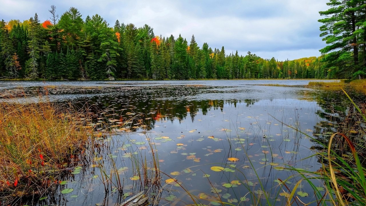 Обои озеро, лес, осень, lake, forest, autumn разрешение 1920x1200 Загрузить