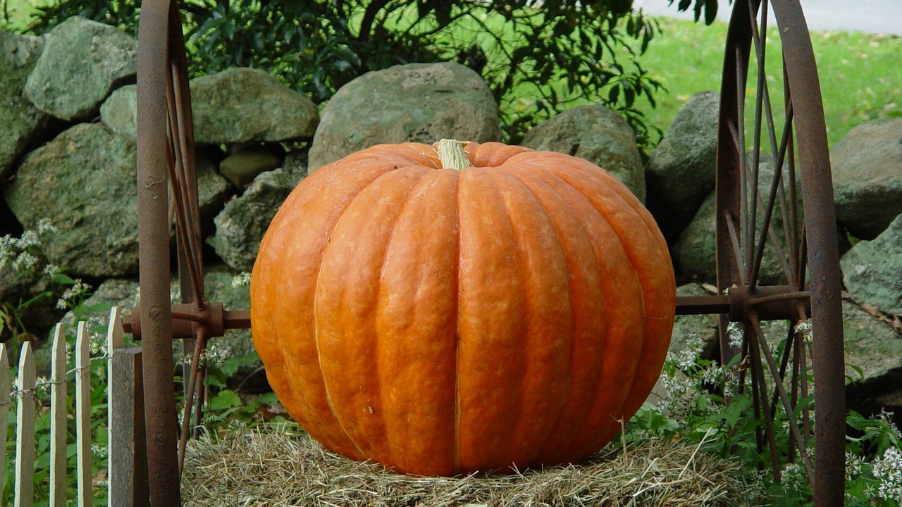 Обои камни, колеса, урожай, овощи, тыква, stones, wheel, harvest, vegetables, pumpkin разрешение 2560x1920 Загрузить