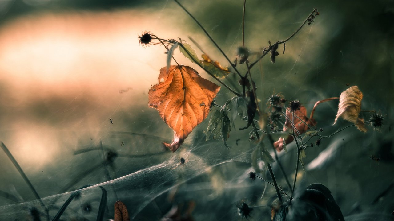 Обои природа, растения, макро, осень, лист, паутина, mandy_h., nature, plants, macro, autumn, sheet, web разрешение 1920x1200 Загрузить