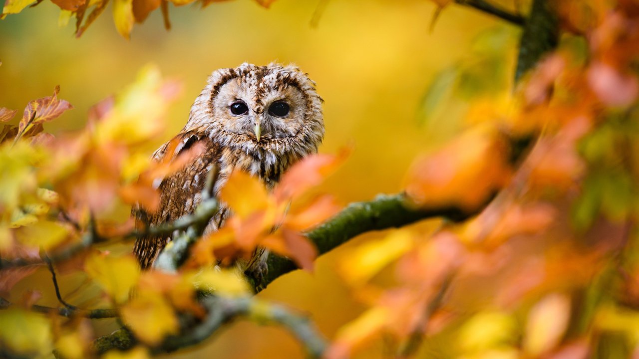 Обои сова, листья, ветки, осень, птица, owl, leaves, branches, autumn, bird разрешение 3840x2400 Загрузить