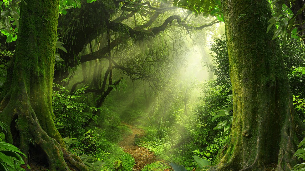 Обои деревья, природа, растения, лес, лучи, джунгли, trees, nature, plants, forest, rays, jungle разрешение 1920x1200 Загрузить