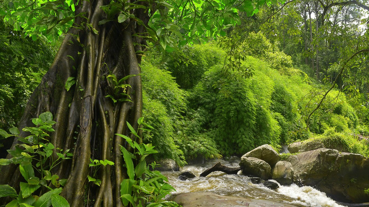Обои природа, лес, джунгли, папоротники, nature, forest, jungle, ferns разрешение 1920x1200 Загрузить