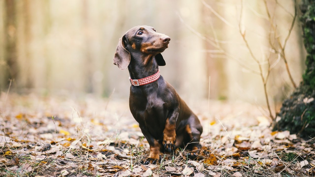 Обои природа, листья, взгляд, осень, собака, такса, nature, leaves, look, autumn, dog, dachshund разрешение 2048x1182 Загрузить