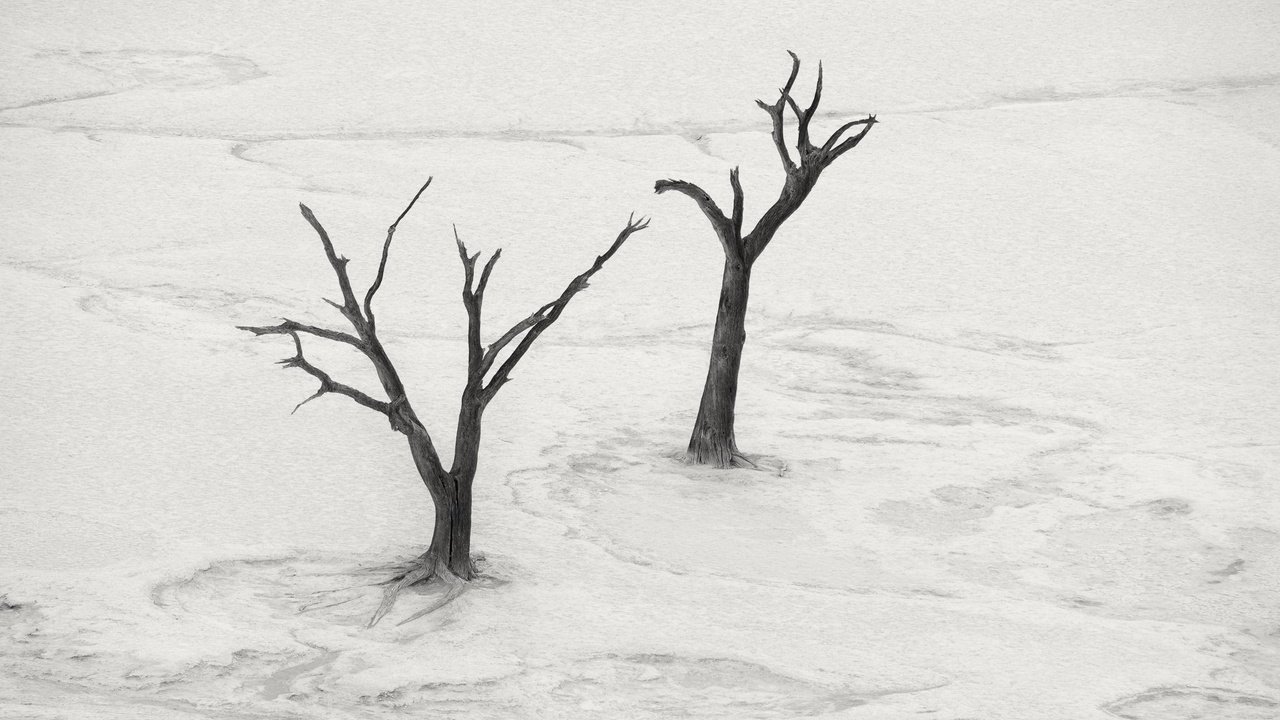 Обои дерево, пейзаж, пустыня, чёрно-белое, tree, landscape, desert, black and white разрешение 2048x1300 Загрузить