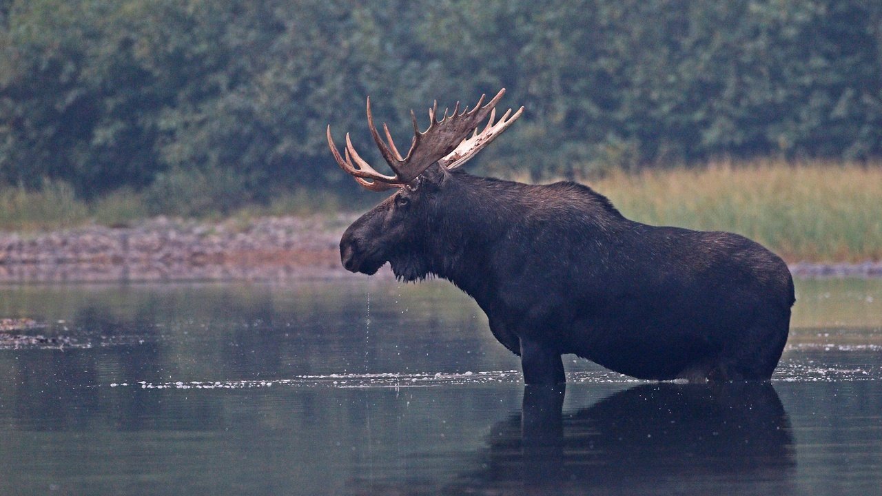 Обои река, природа, рога, лось, river, nature, horns, moose разрешение 2048x1293 Загрузить