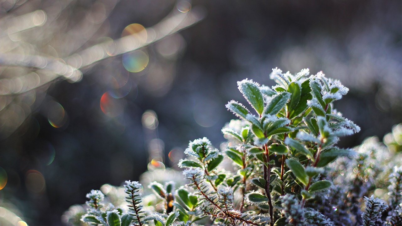 Обои снег, листья, макро, иней, холод, растение, кристаллы, боке, snow, leaves, macro, frost, cold, plant, crystals, bokeh разрешение 1920x1080 Загрузить