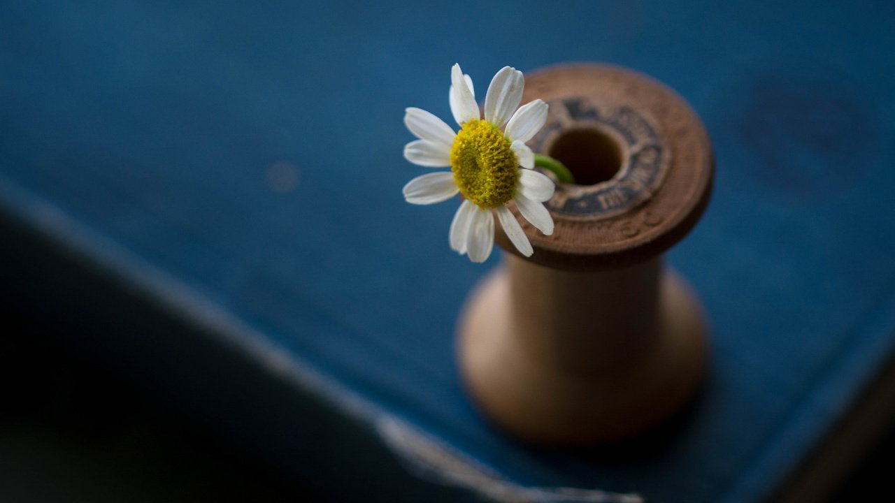 Обои цветок, лепестки, стол, ромашка, катушка, julie jablonski, flower, petals, table, daisy, coil разрешение 2048x1376 Загрузить