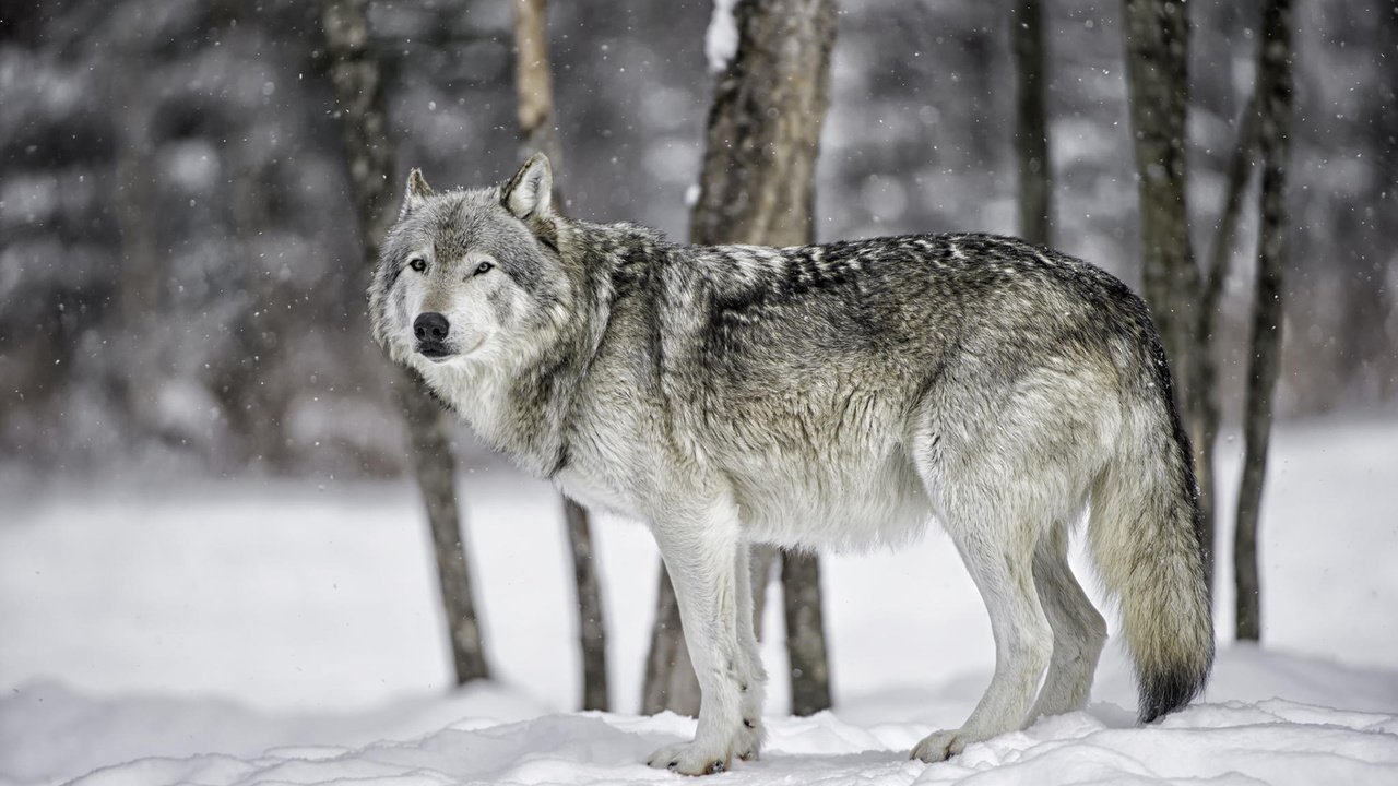 Обои снег, лес, зима, хищник, волк, волк в лесу, daniel parent, snow, forest, winter, predator, wolf, wolf in the forest разрешение 1920x1200 Загрузить
