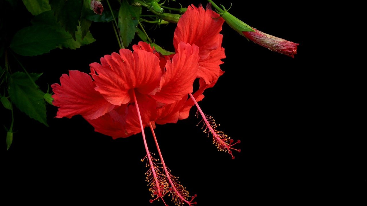 Обои фон, лепестки, гибискус, background, petals, hibiscus разрешение 2048x1313 Загрузить