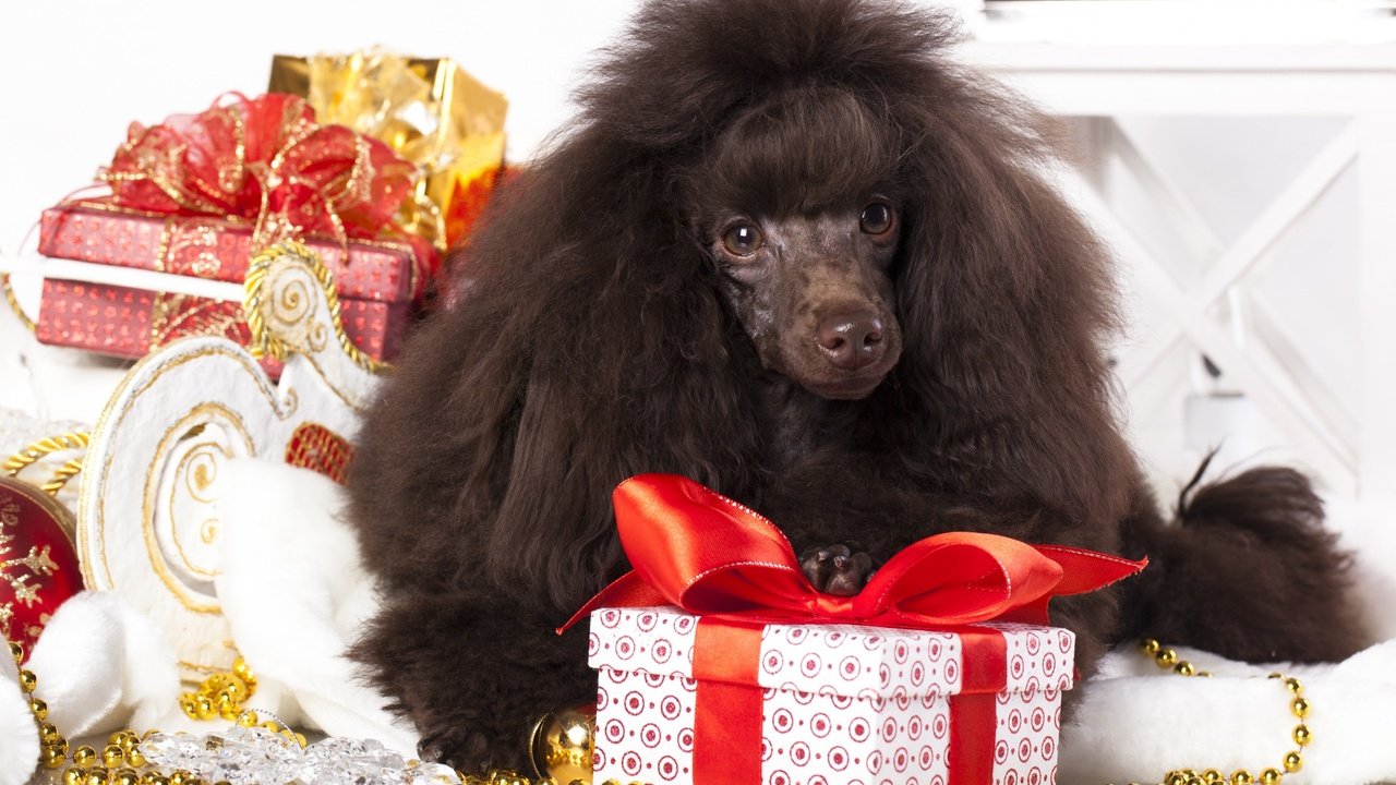 Обои новый год, подарки, собака, пудель, new year, gifts, dog, poodle разрешение 2880x1800 Загрузить