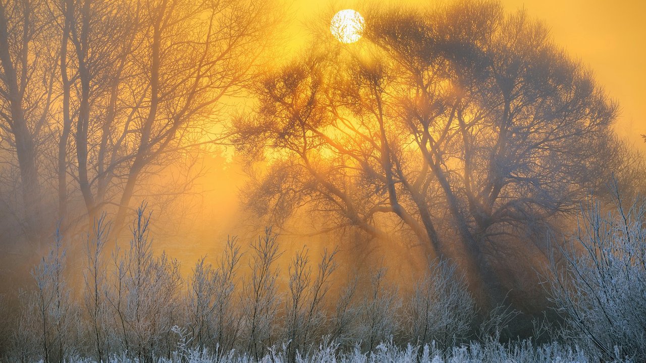 Обои деревья, природа, зима, пейзаж, утро, рассвет, иней, trees, nature, winter, landscape, morning, dawn, frost разрешение 1920x1200 Загрузить