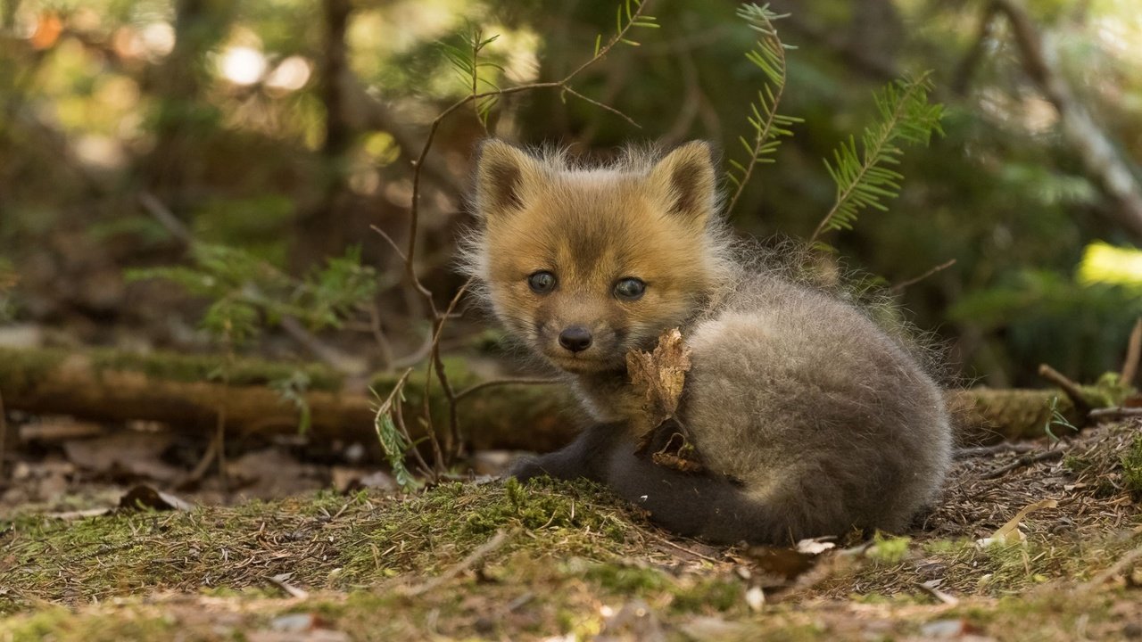 Обои лиса, лисица, детеныш, лисенок, fox, cub разрешение 1920x1080 Загрузить