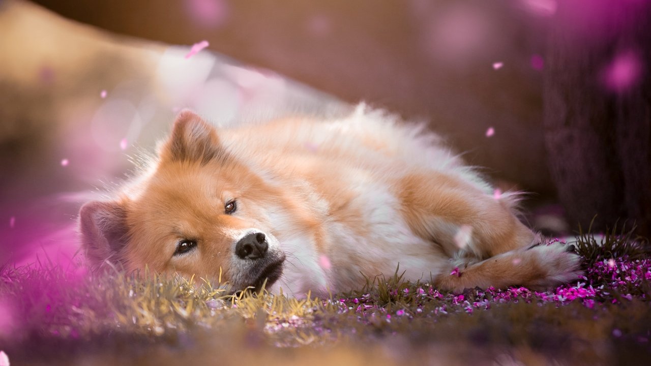 Обои цветы, мордочка, взгляд, собака, евразиер, birgit chytracek, коко, flowers, muzzle, look, dog, the eurasier, coco разрешение 1920x1200 Загрузить