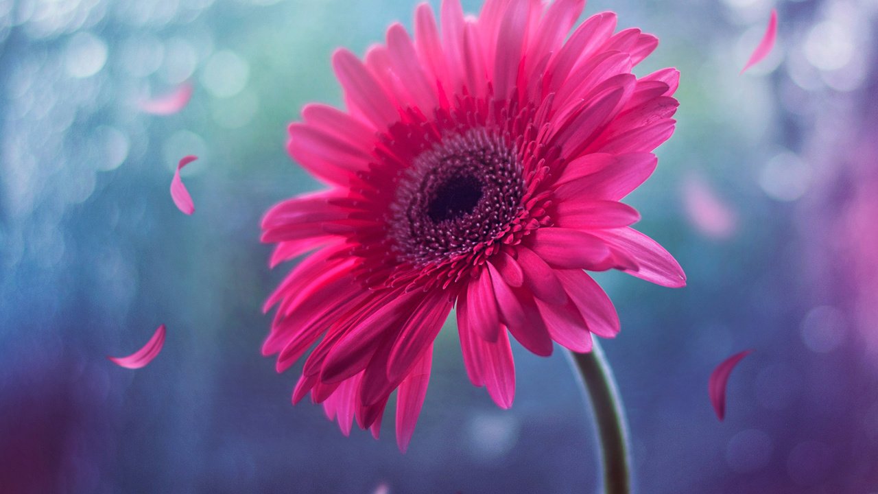 Обои цветок, лепестки, розовый, стебель, боке, гербера, flower, petals, pink, stem, bokeh, gerbera разрешение 1920x1200 Загрузить