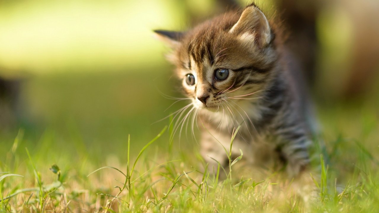 Обои трава, кот, мордочка, усы, кошка, взгляд, котенок, grass, cat, muzzle, mustache, look, kitty разрешение 1920x1200 Загрузить