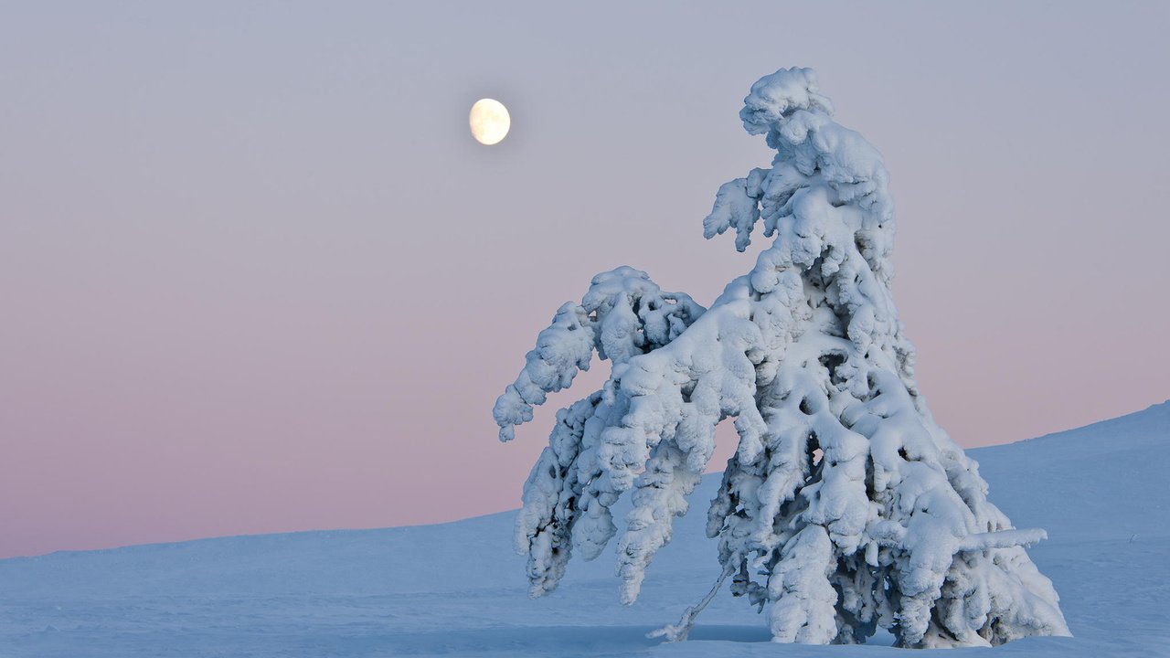 Обои небо, деревья, снег, природа, зима, пейзаж, горизонт, сугроб, the sky, trees, snow, nature, winter, landscape, horizon, the snow разрешение 1920x1200 Загрузить