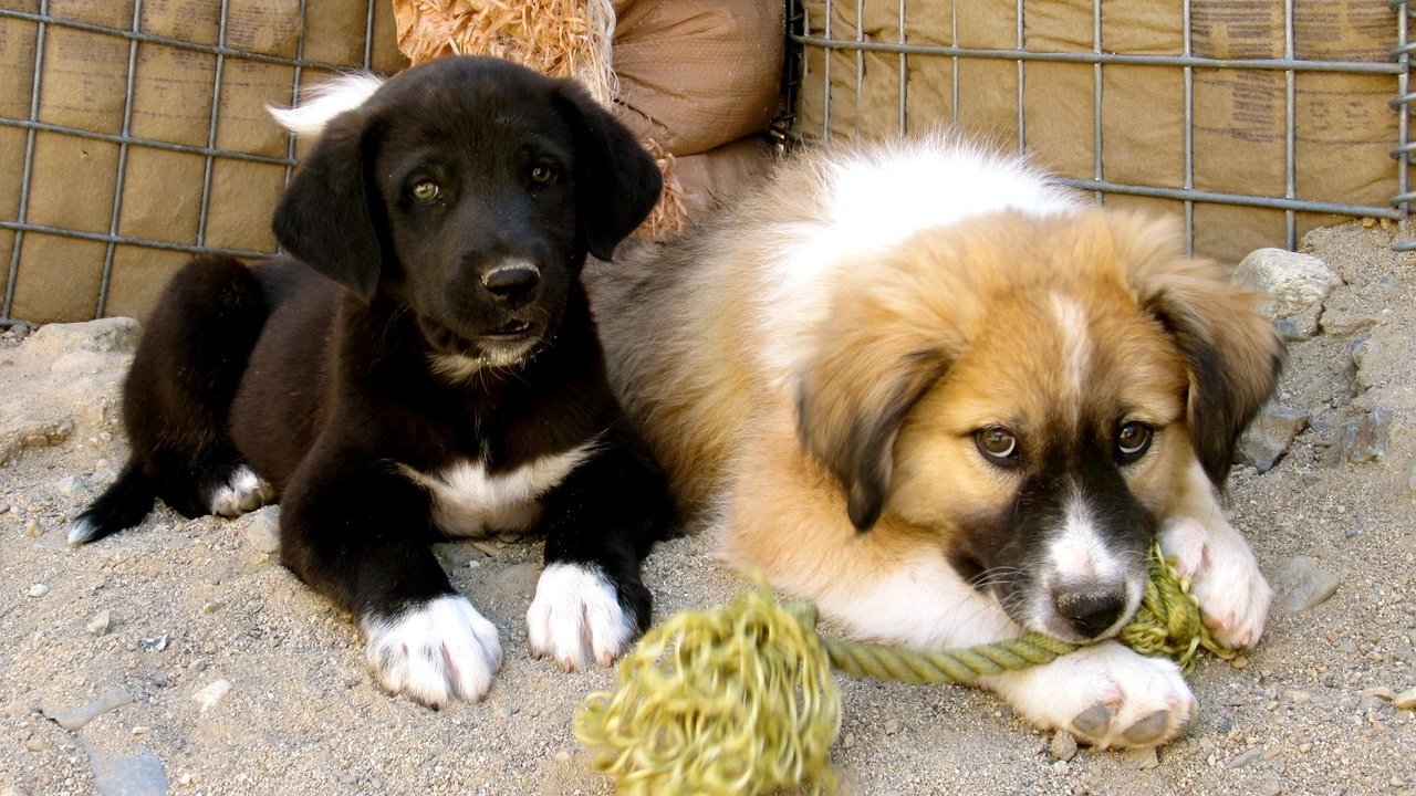 Обои взгляд, щенки, собаки, мордочки, приют, look, puppies, dogs, faces, shelter разрешение 2200x1560 Загрузить