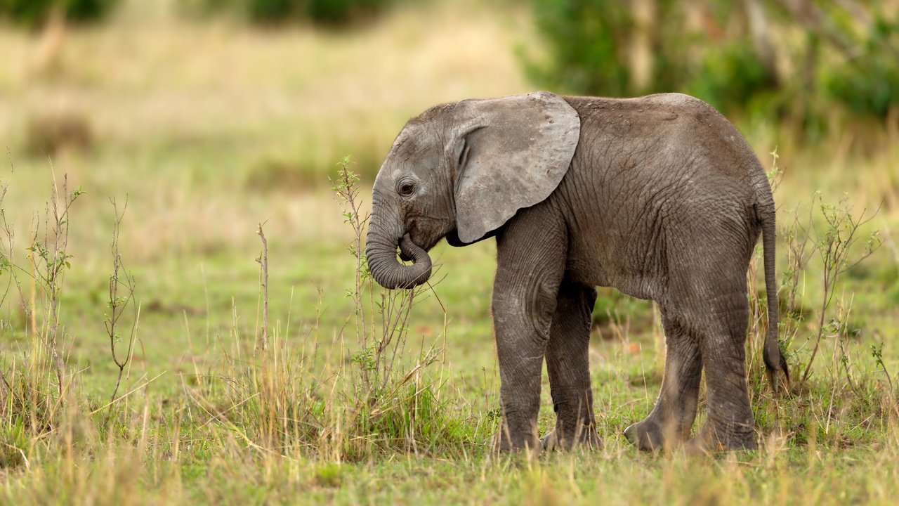 Обои пейзаж, слон, животное, слоненок, landscape, elephant, animal разрешение 4800x3200 Загрузить