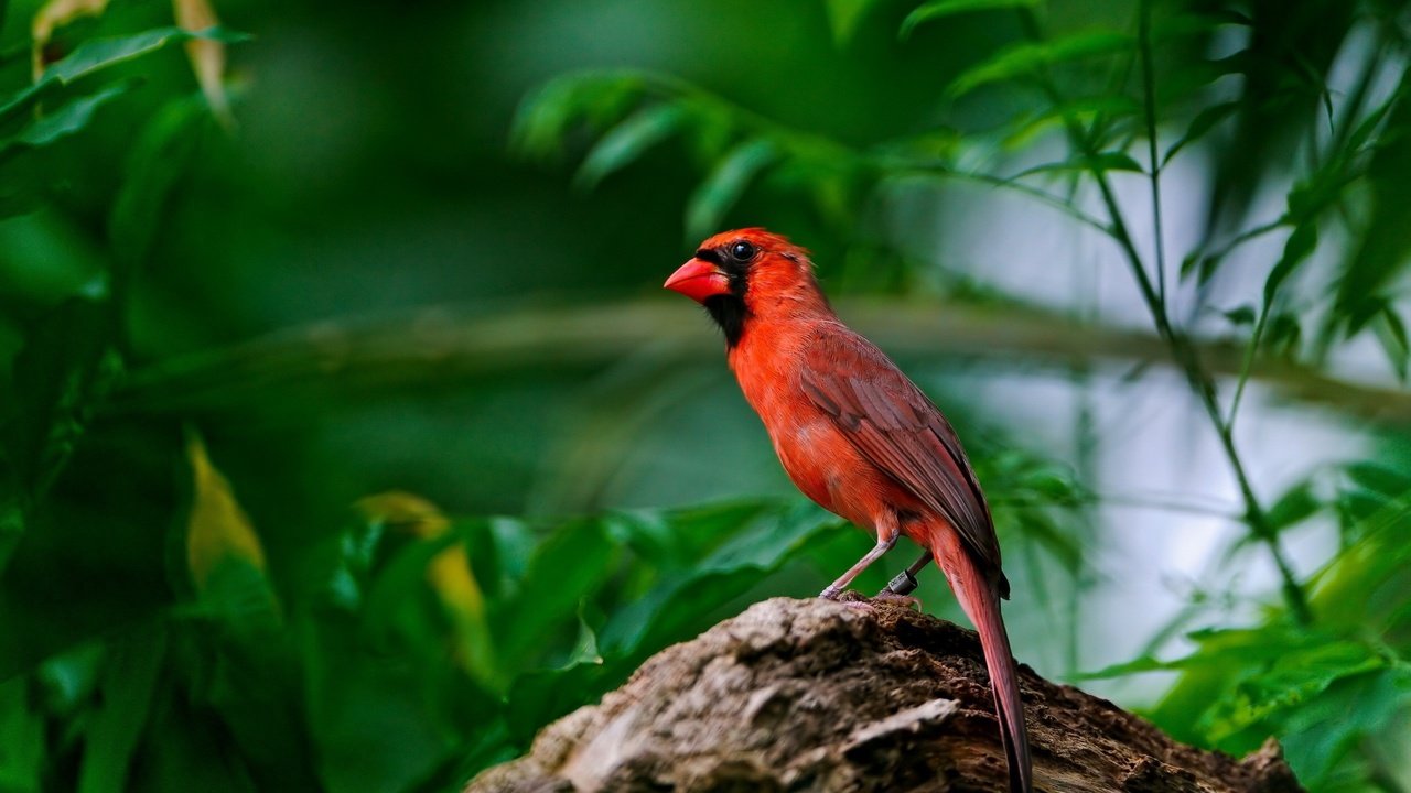 Обои природа, листья, фон, крылья, птица, клюв, перья, кардинал, nature, leaves, background, wings, bird, beak, feathers, cardinal разрешение 2560x1600 Загрузить