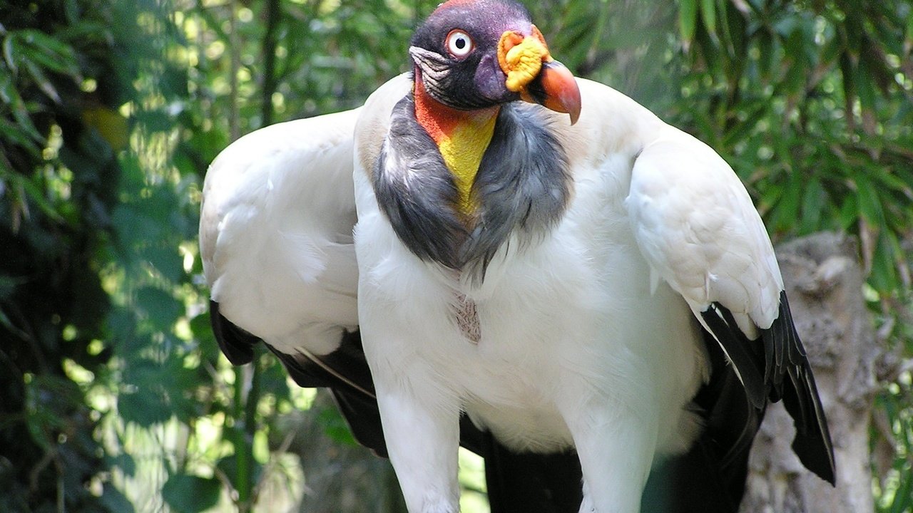 Обои гриф, птица, клюв, перья, хищная птица, королевский гриф, grif, bird, beak, feathers, bird of prey, royal vulture разрешение 2048x1536 Загрузить