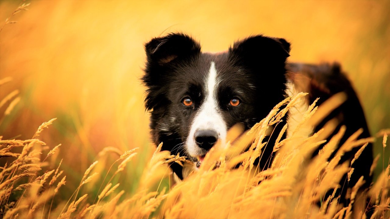 Обои глаза, трава, взгляд, собака, колоски, бордер-колли, eyes, grass, look, dog, spikelets, the border collie разрешение 3840x2160 Загрузить