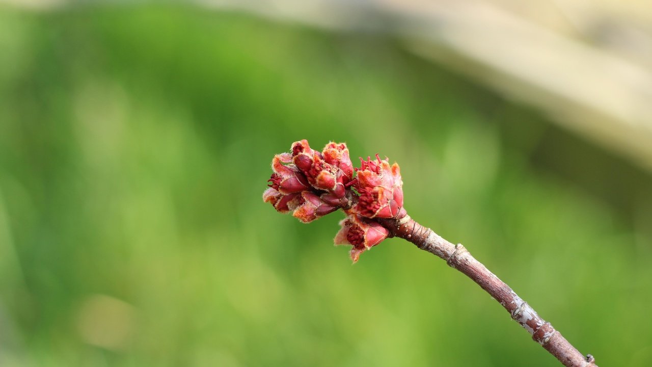 Обои ветка, природа, фон, размытость, весна, почки, branch, nature, background, blur, spring, kidney разрешение 5184x3456 Загрузить