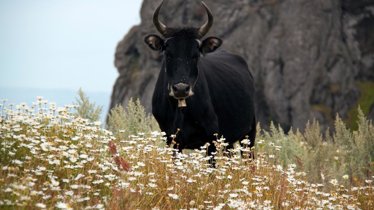 Обои ромашки, рога, корова, полевые цветы, бык, chamomile, horns, cow, wildflowers, bull разрешение 4752x3168 Загрузить