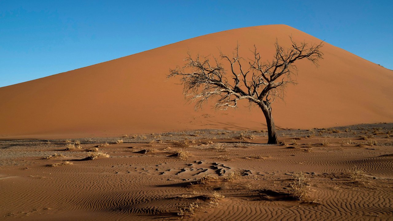 Обои дерево, пейзаж, песок, пустыня, коряга, дюны, tree, landscape, sand, desert, snag, dunes разрешение 1920x1200 Загрузить