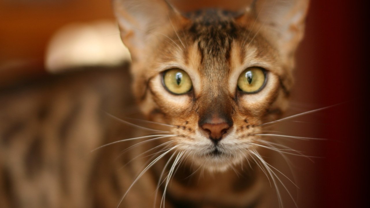 Обои кот, мордочка, усы, кошка, взгляд, бенгальская кошка, cat, muzzle, mustache, look, bengal cat разрешение 1936x1288 Загрузить