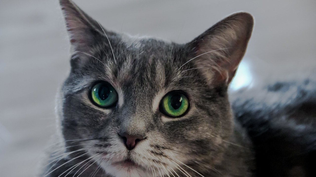 Обои кот, мордочка, усы, кошка, взгляд, зеленые глаза, cat, muzzle, mustache, look, green eyes разрешение 3456x2304 Загрузить