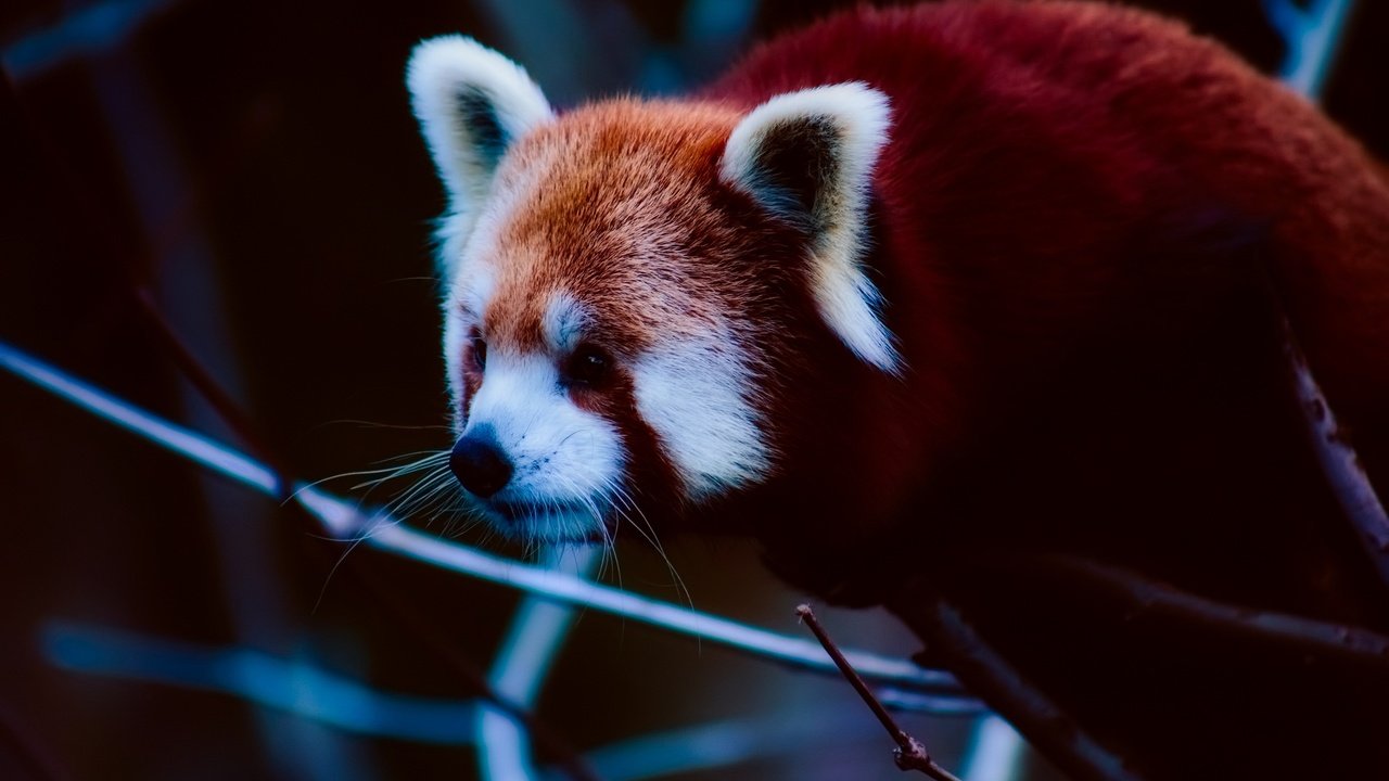 Обои морда, ветки, панда, животное, красная панда, малая панда, face, branches, panda, animal, red panda разрешение 2000x1333 Загрузить