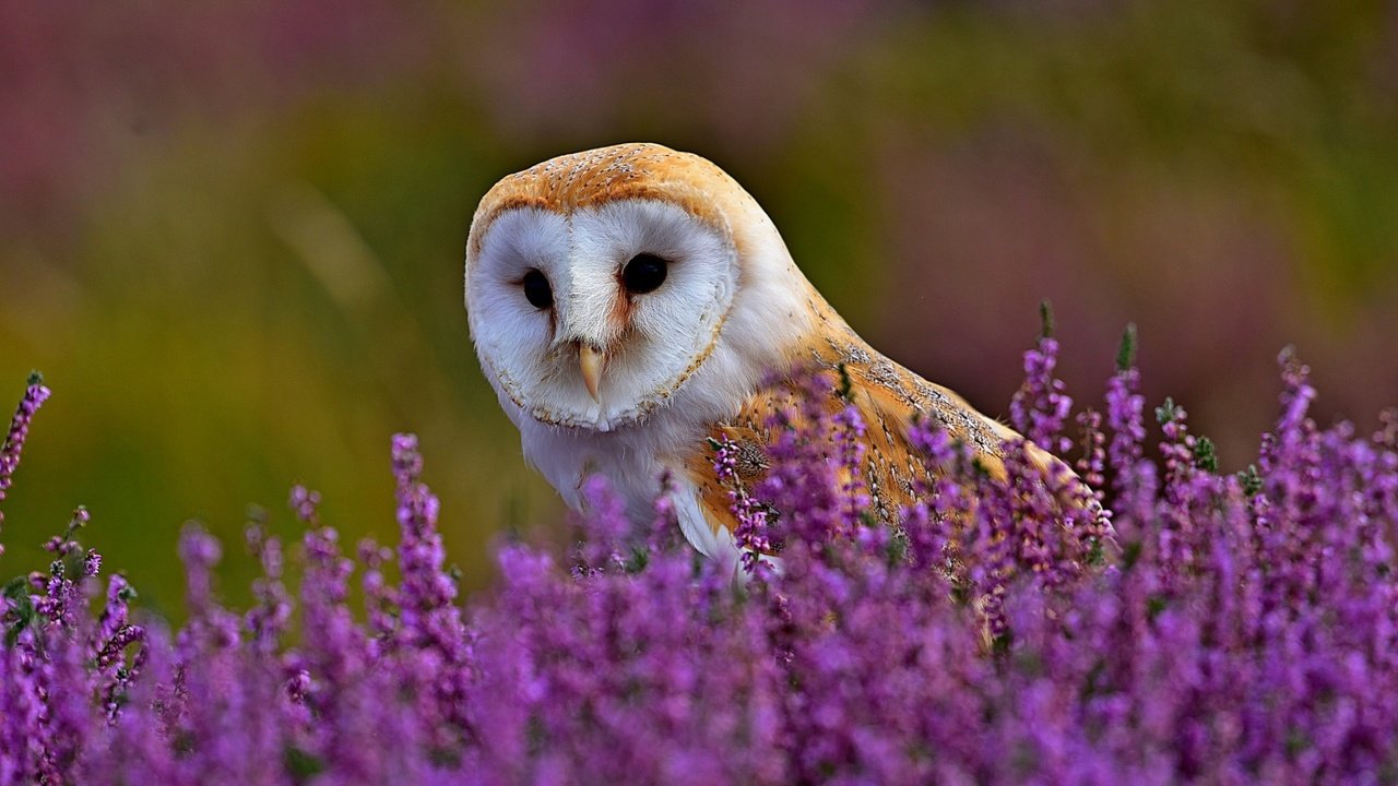 Обои цветы, трава, сова, природа, поле, птица, вереск, сипуха, flowers, grass, owl, nature, field, bird, heather, the barn owl разрешение 1920x1200 Загрузить