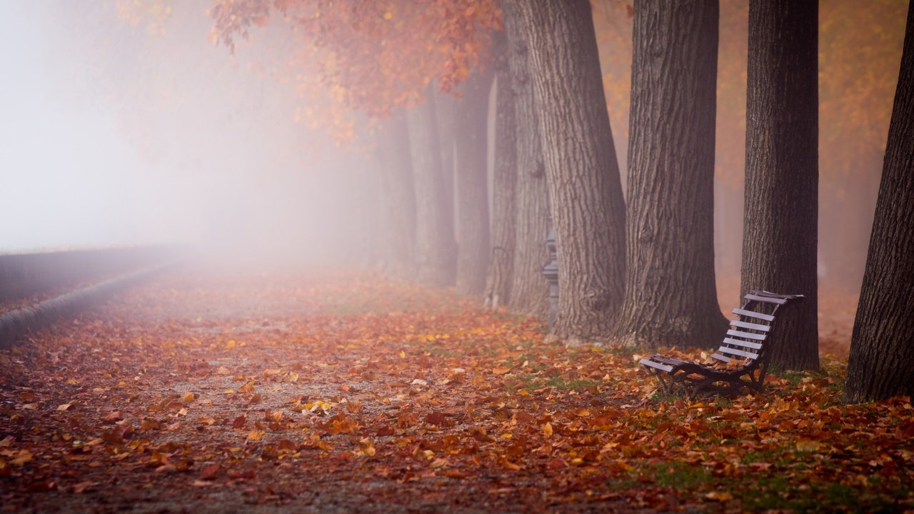 Обои деревья, скамейка, природа, листья, пейзаж, парк, туман, стволы, осень, trees, bench, nature, leaves, landscape, park, fog, trunks, autumn разрешение 2880x1800 Загрузить