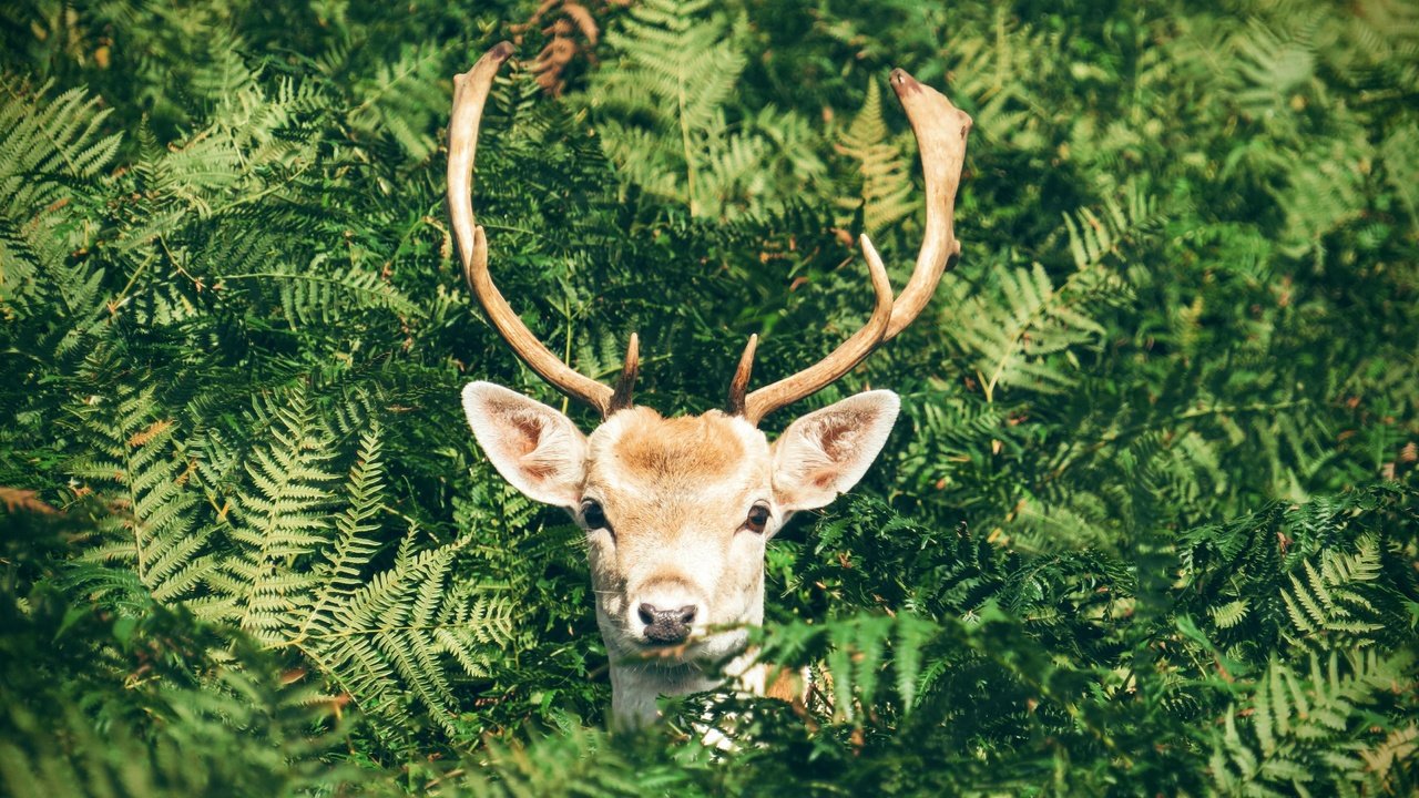 Обои природа, олень, листва, животное, рога, папоротник, nature, deer, foliage, animal, horns, fern разрешение 4194x3145 Загрузить