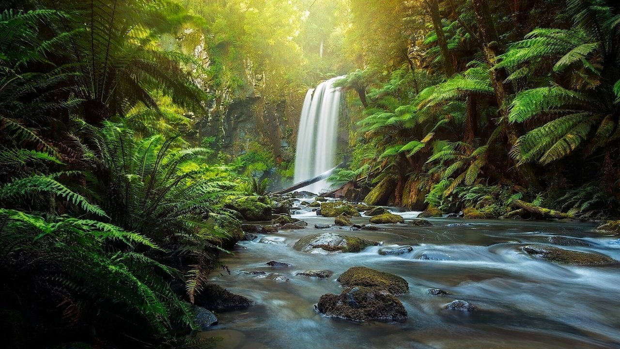 Обои река, great otway national park, hopetoun falls, природа, лес, водопад, австралия, папоротник, виктория, the otways, aire river, river, nature, forest, waterfall, australia, fern, victoria разрешение 1920x1080 Загрузить