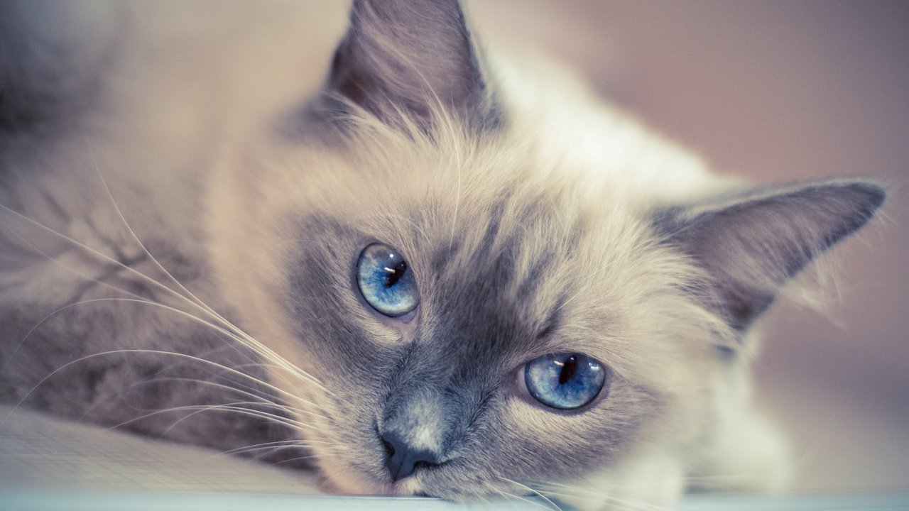 Обои кот, мордочка, усы, кошка, взгляд, голубые глаза, cat, muzzle, mustache, look, blue eyes разрешение 3840x2400 Загрузить