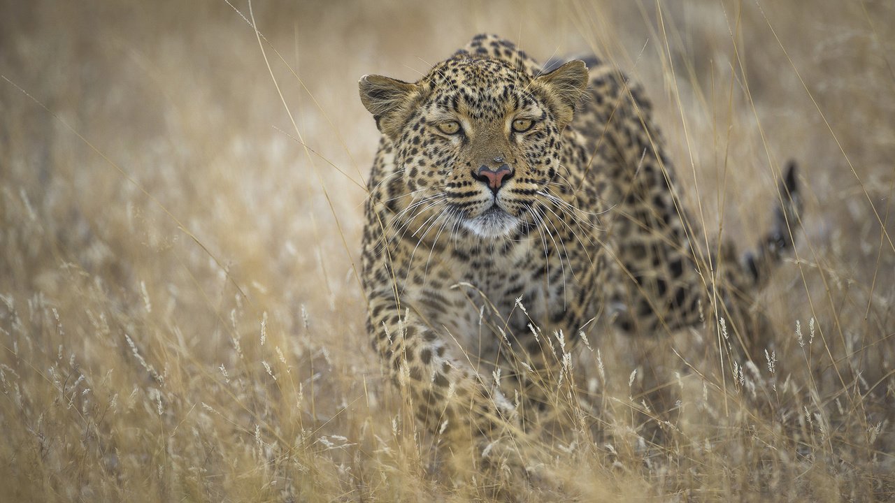 Обои хищник, большая кошка, ягуар, predator, big cat, jaguar разрешение 1920x1200 Загрузить