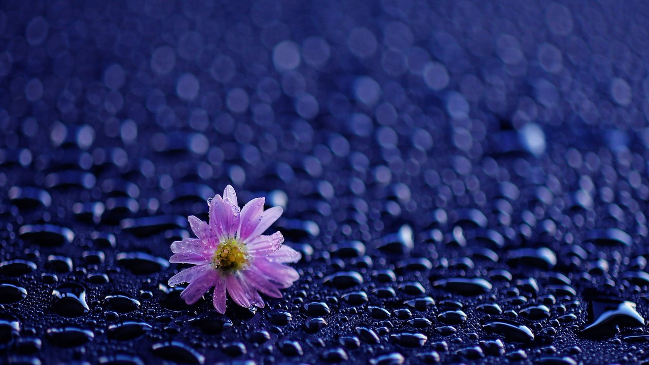 Обои цветок, капли, лепестки, дождь, капли воды, flower, drops, petals, rain, water drops разрешение 1920x1200 Загрузить